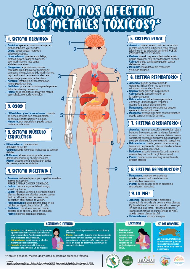¿Cómo nos afectanlos metales tóxicos?